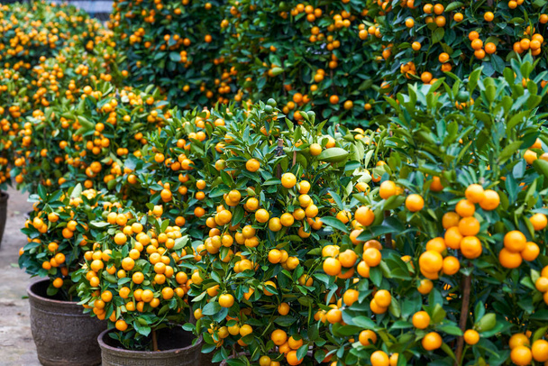 Chinese New Year citrus trees for sale in the flower market - 写真・画像