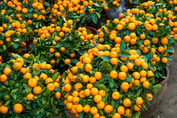 Ano Novo Chinês citrinos para venda no mercado de flores - Foto, Imagem