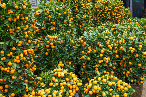 Chinese New Year citrus trees for sale in the flower market - 写真・画像