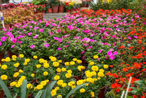Різні свіжі квіткові горщики для продажу на квітковому ринку
 - Фото, зображення