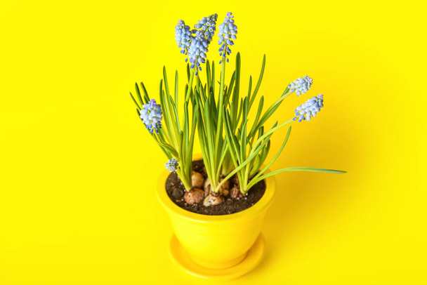 Pot with blooming grape hyacinth plant (Muscari) on yellow background - 写真・画像
