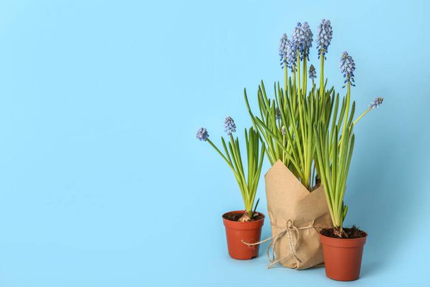 Pots with blooming grape hyacinth plants (Muscari) on blue background - 写真・画像