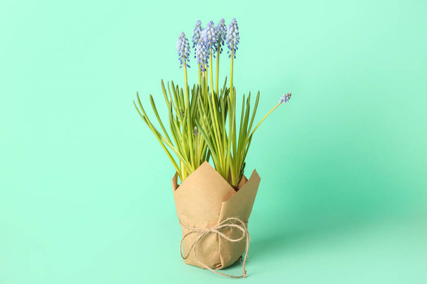 Pot with blooming grape hyacinth plant (Muscari) on turquoise background - 写真・画像