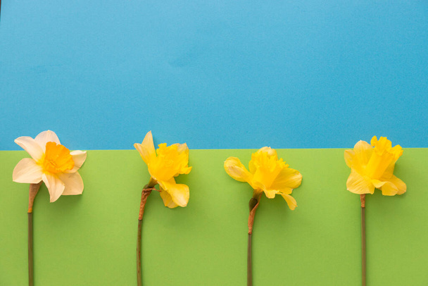 Daffodils layed out in a flat lay style on green and blue textured paper with negative space for text - Photo, Image