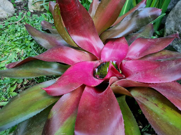 Brownish red bromeliads in the school garden - Photo, Image