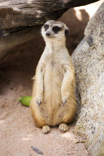 Meerkats en zoológico abierto
 - Foto, imagen