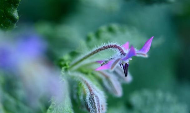 Kaunis lähikuva borage kukka - Valokuva, kuva