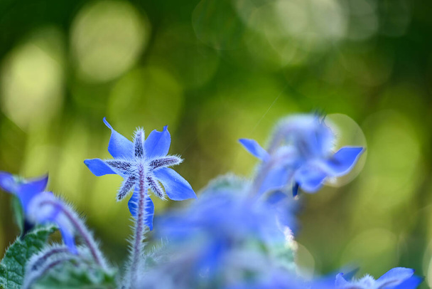 Kaunis lähikuva borage kukka - Valokuva, kuva