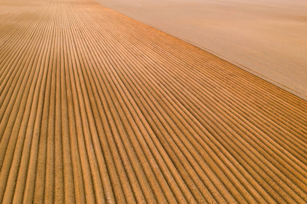 Aerial view of the agricultural field with furrows on soil at sunset.  - Photo, Image