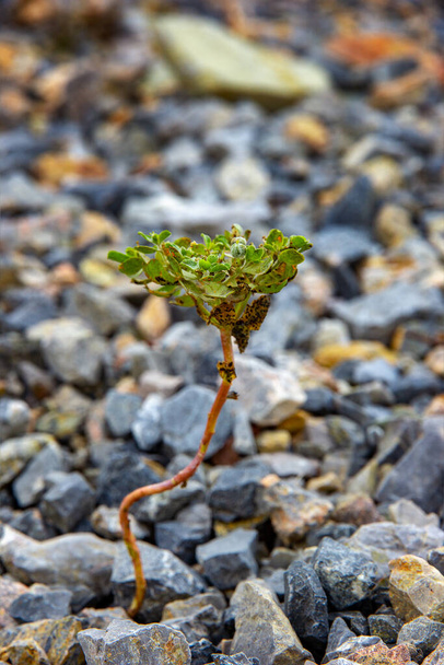 Kraft der Natur, die junge Pflanze, die in den Steinen wächst. Schließen  - Foto, Bild