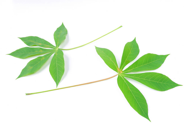 green leaves of a plant on a white background - Zdjęcie, obraz