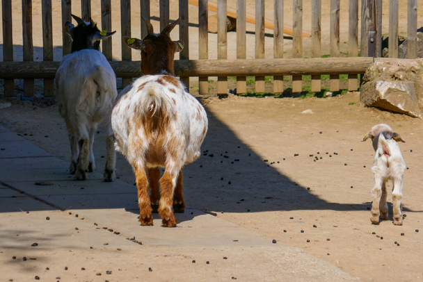 農場のヤギと小さなヤギ。ヤギは後ろに立って、後ろの景色. - 写真・画像