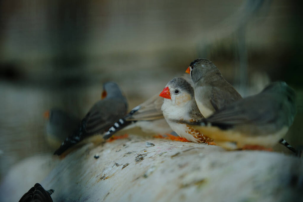 um pássaro com um bico vermelho - Foto, Imagem