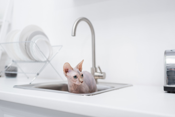 Άτριχη γάτα sphynx στο νεροχύτη στην κουζίνα  - Φωτογραφία, εικόνα