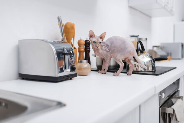 Sphynx cat standing near stove on worktop in kitchen  - 写真・画像