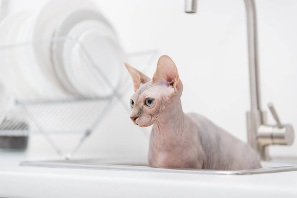 Kılsız sfenks kedisi, mutfaktaki bulanık lavabodan uzağa bakıyor.  - Fotoğraf, Görsel
