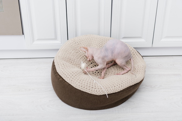 Sphynx cat playing with toy on ottoman at home  - Photo, image