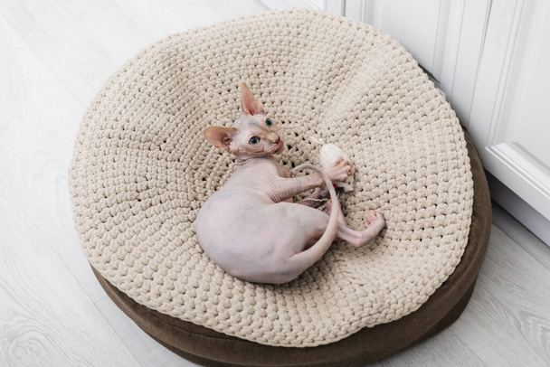 Κάτοψη της γάτας sphynx που παίζει με το παιχνίδι στο ottoman στο σπίτι  - Φωτογραφία, εικόνα