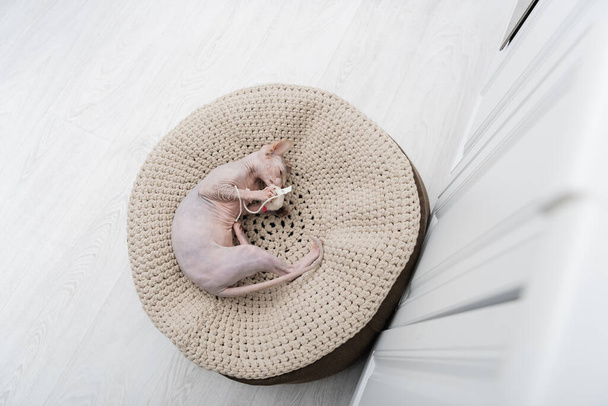 Visão superior de sphynx gato segurando brinquedo no ottoman em casa  - Foto, Imagem