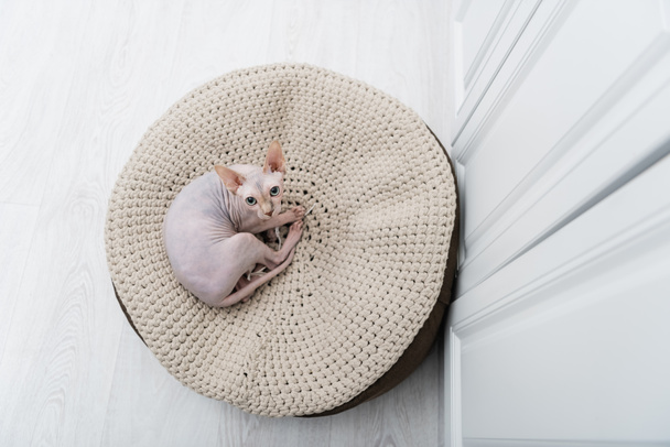 Top view of sphynx cat looking a camera on ottoman at home  - Photo, Image