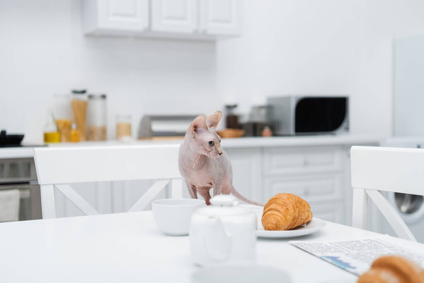 Sphynx kot patrząc daleko w pobliżu croissant, kubek i gazeta w kuchni  - Zdjęcie, obraz