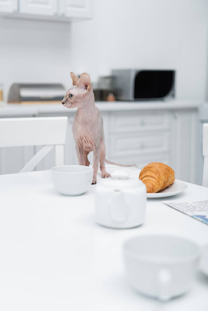 Sphynx cat standing near cups and croissant in kitchen  - Fotó, kép