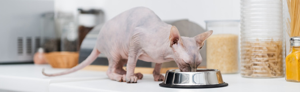 Sphynx cat eating from bowl near food on kitchen worktop, banner  - Foto, Bild
