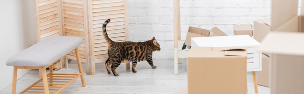 Bengal cat walking near cardboard boxes at home, banner  - Foto, imagen