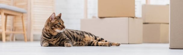 Surface level of bengal cat lying near cardboard boxes on floor, banner  - Fotografie, Obrázek