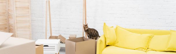 Bengal cat looking away near carton boxes in living room, banner  - Foto, Imagen