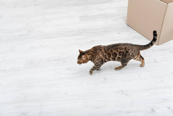 Top view of bengal cat walking near carton box at home  - Foto, immagini