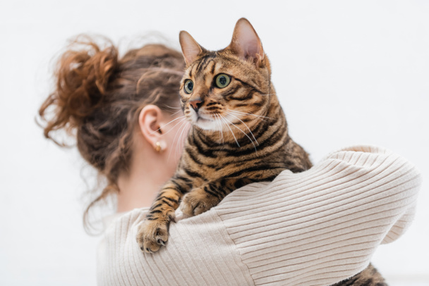 Blurred woman holding purebred bengal cat at home  - Foto, imagen