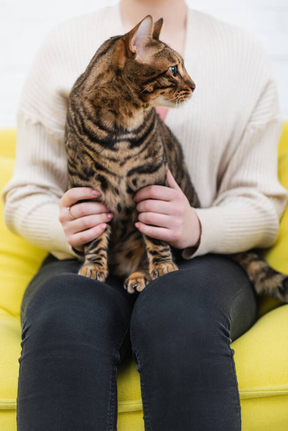 Cropped view of woman holding bengal cat on couch  - Foto, Bild