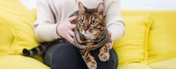 Cropped view of bengal cat looking away near blurred woman at home, banner  - Zdjęcie, obraz