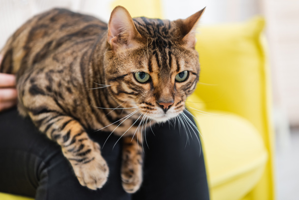 Cropped view of furry bengal cat looking away near woman at home  - Fotografie, Obrázek