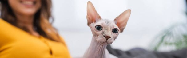 Cropped view of hairless sphynx cat looking away near blurred woman at home, banner  - Photo, image