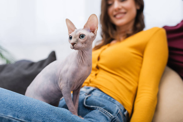 Cropped view of sphynx cat sitting near blurred woman in living room  - Фото, изображение