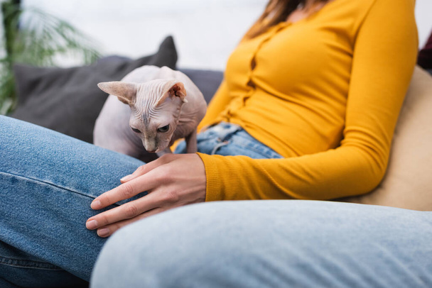 Cropped view of sphynx cat sitting on blurred woman in living room  - Foto, Imagem
