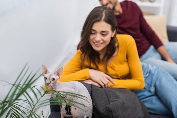 Sphynx cat sitting near plant and blurred couple at home  - Photo, Image