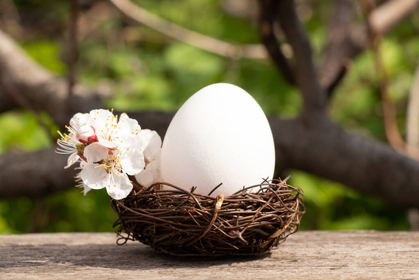 One white chicken egg in a basket with flowers apricots in the sun on a table outside on a farm, food, Easter holiday - 写真・画像