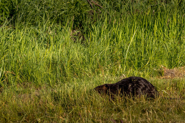 Beaver wanders through the tall grass Elk Island National Park Alberta Canada - Photo, Image