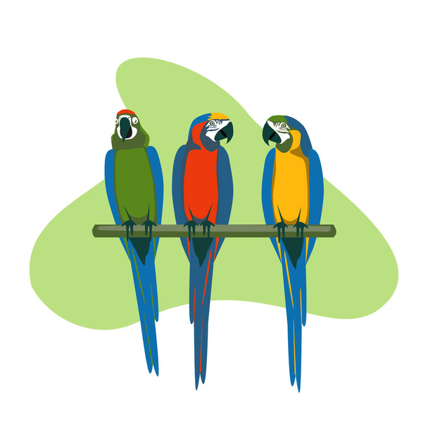 Drei exotische Sittiche sitzen beim Brunch. Tropische Vögel verschiedene Farben Ara Papagei Arten Vektor Illustration - Vektor, Bild