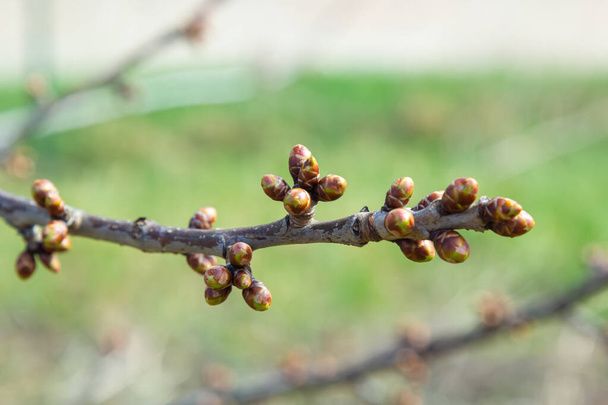 budding buds on a tree branch in early spring macro. - Valokuva, kuva