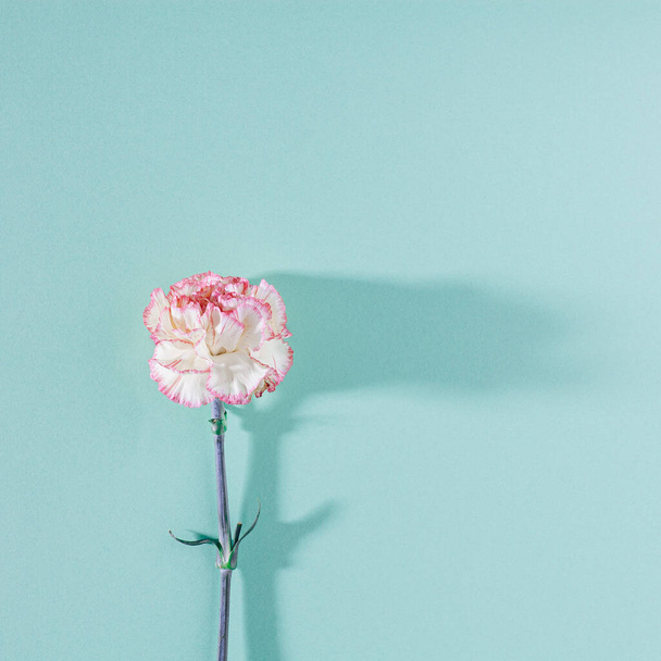 Λευκό και ροζ γαρύφαλλο λουλούδι με μεγάλη σκιά σε παστέλ φόντο μέντα. Μοντέρνα και μινιμαλιστική τετράγωνη επίπεδη σύνθεση. - Φωτογραφία, εικόνα