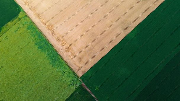Avión teledirigido vista campo de trigo amarillo y campo agrícola verde - Foto, Imagen