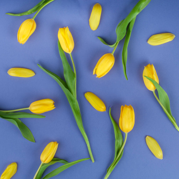 Κίτρινα λουλούδια τουλίπας και πέταλα σε πλούσιο μπλε και μωβ φόντο. Απλό και αντιθετικό σχέδιο σε μαλακό φως. - Φωτογραφία, εικόνα
