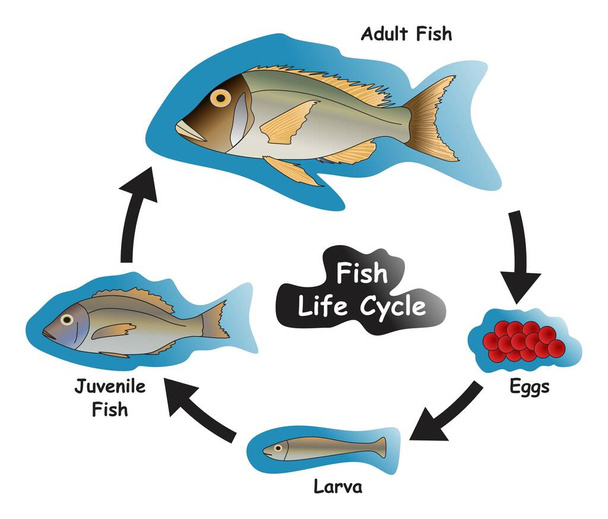 Инфографическая диаграмма жизненного цикла рыб, показывающая различные фазы и стадии развития, включая яйцеклетку личинок молодняка и взрослую рыбу для вектора биологического образования - Вектор,изображение