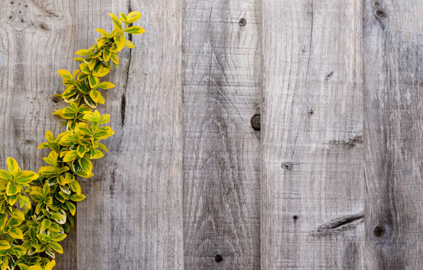 Clôture en bois avec des feuilles jaunes dans le jardin, Escalade avec des feuilles jaunes et vertes sur un mur en bois avec espace de copie sur le fond, Feuilles naturelles sur fond de bois rustique. - Photo, image