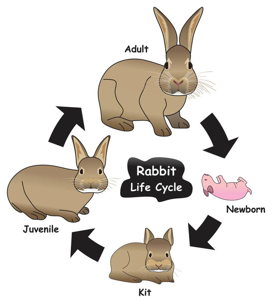 Diagrama Infográfico do Ciclo de Vida do Coelho mostrando diferentes fases e estágios de desenvolvimento, incluindo kit de recém-nascido coelho juvenil e adulto para o vetor de educação de ciências da biologia - Vetor, Imagem