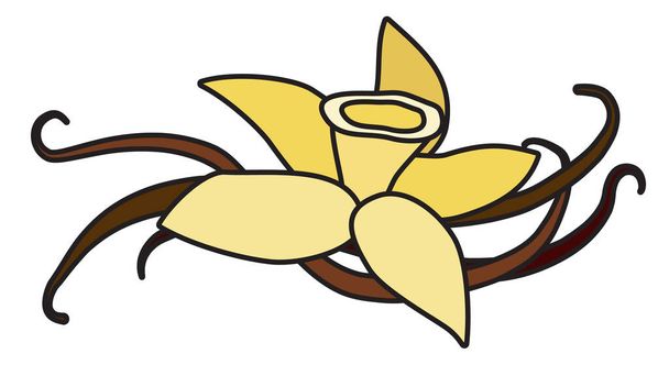 Yellow vanilla orchid flower and pods doodle cartoon style illustration. For menu, farmers market design, cookbook decoration, stickers etc - Vecteur, image